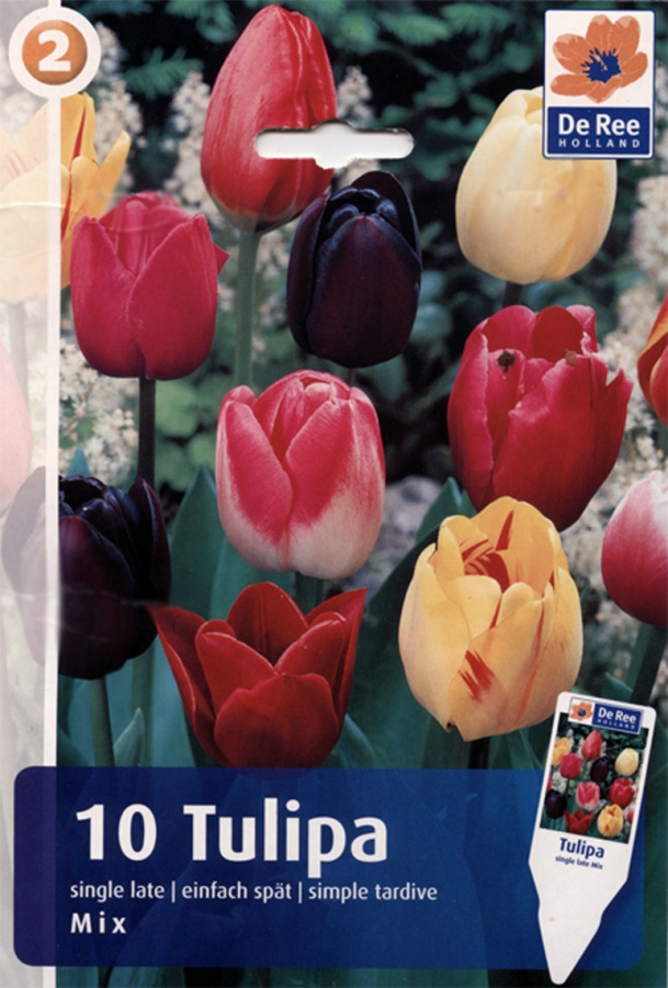 Тюльпаны (поздняя смесь)
