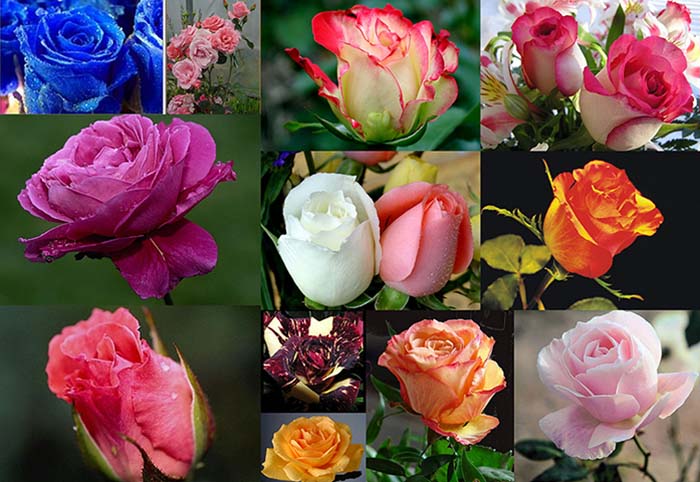 Советы садоводам: как высаживать розы