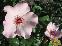 Роза Бабочка бледно- розовая 