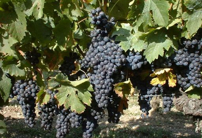 Советы садоводам: как высаживать виноград