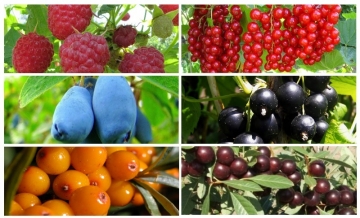 Большая распродажа саженцев плодово-ягодных культур для осенней посадки