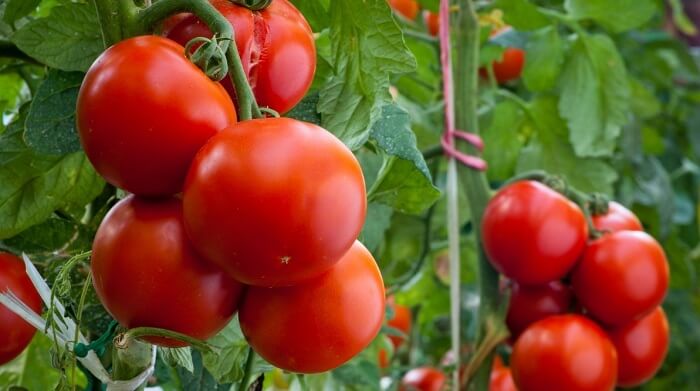 Влияние гуминового концентрата «Эко жизнь» на урожайность томатов