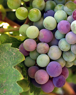 300px-wine-grapes-baja.jpg