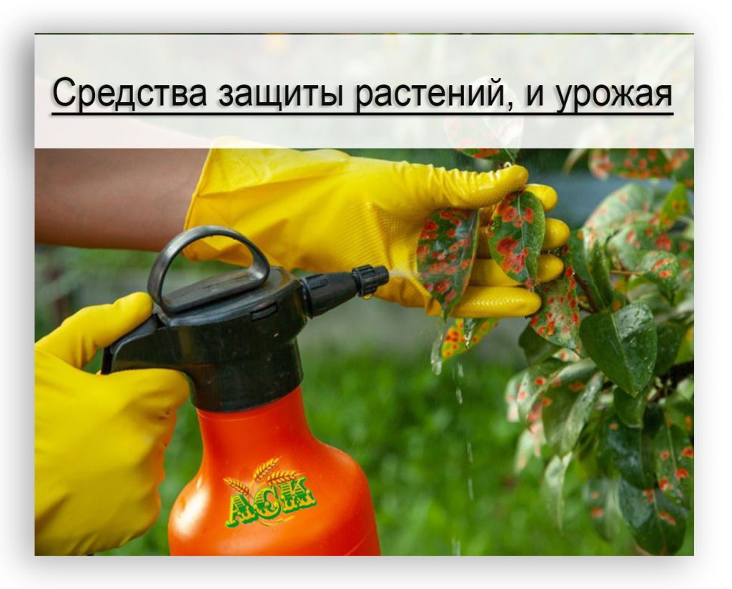 Сохранение растений Яндекс.jpg