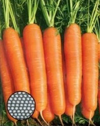 Морковь дражированная
